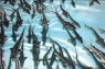 Рыболовная база «Ольга» на раскатах Каспия Астрахань Астраханская область